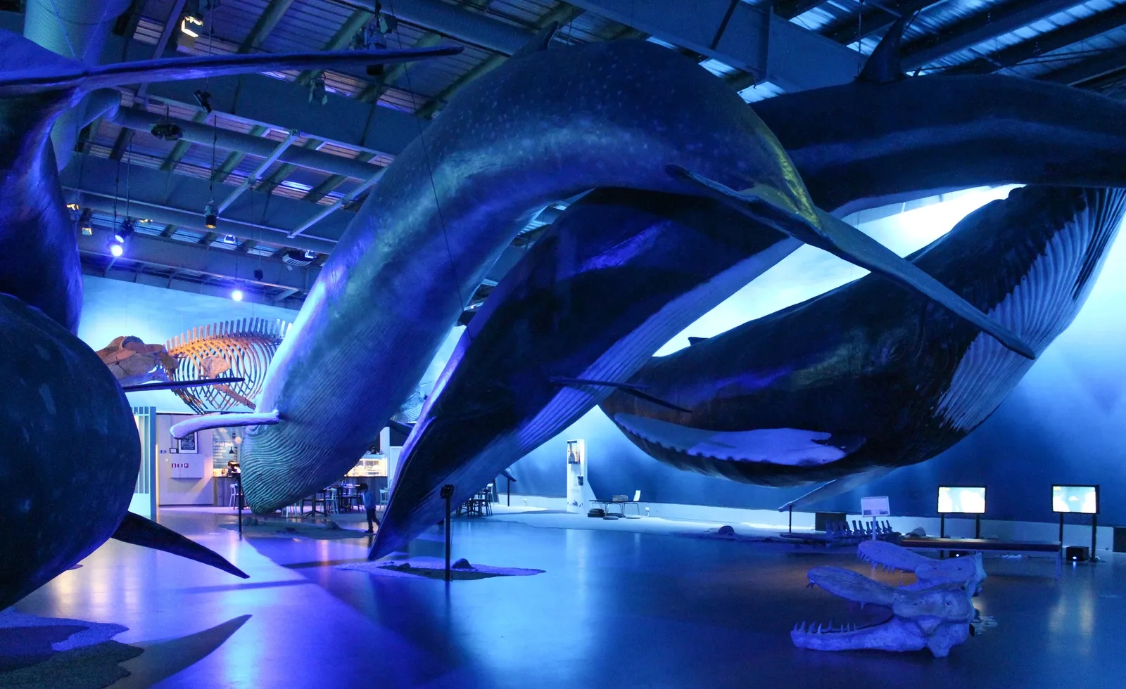 Modelli di balene a grandezza naturale a Whales of Iceland — la più grande esposizione sulle balene d'Europa, nel quartiere portuale di Grandi
